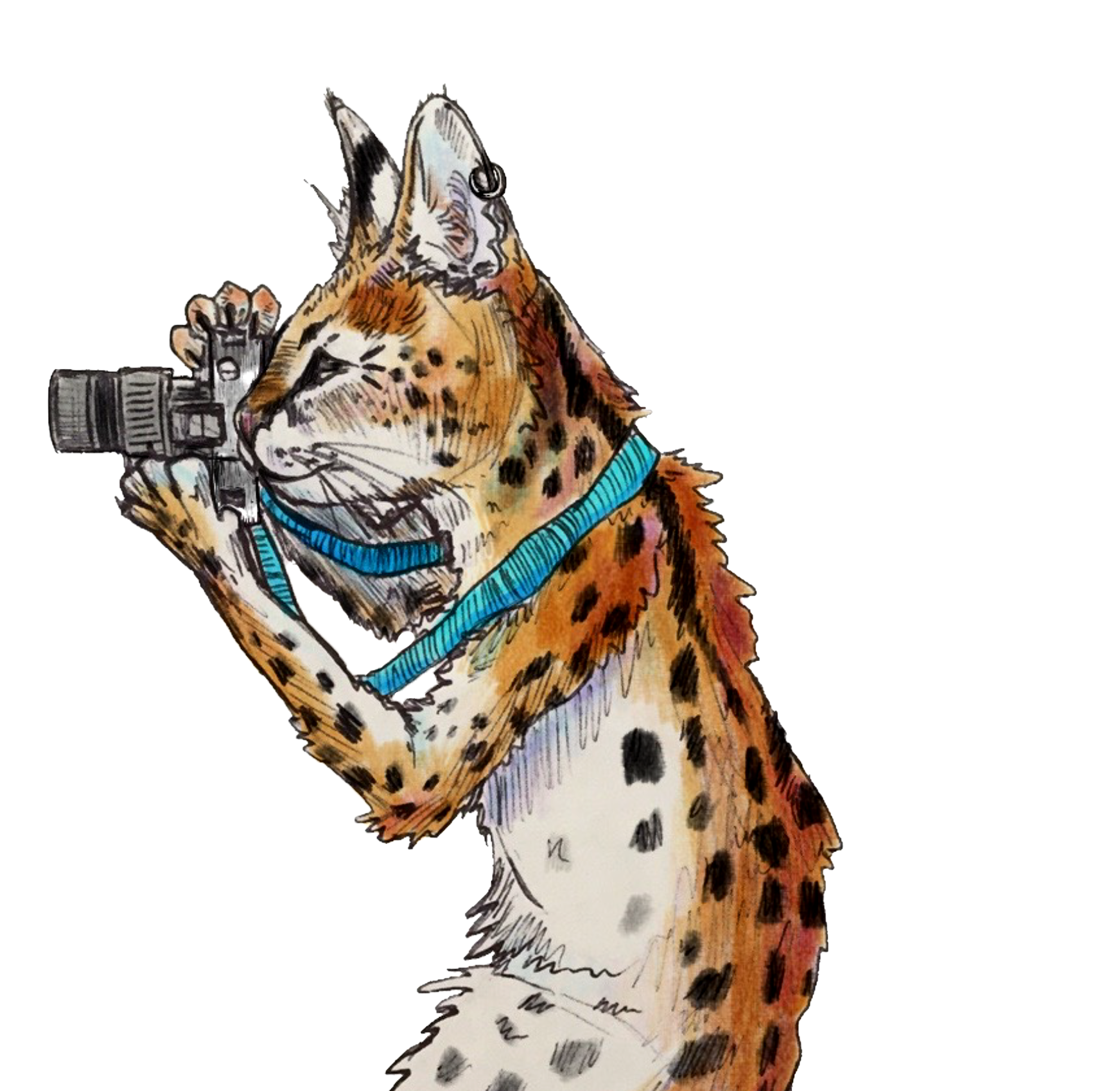 msa-serval