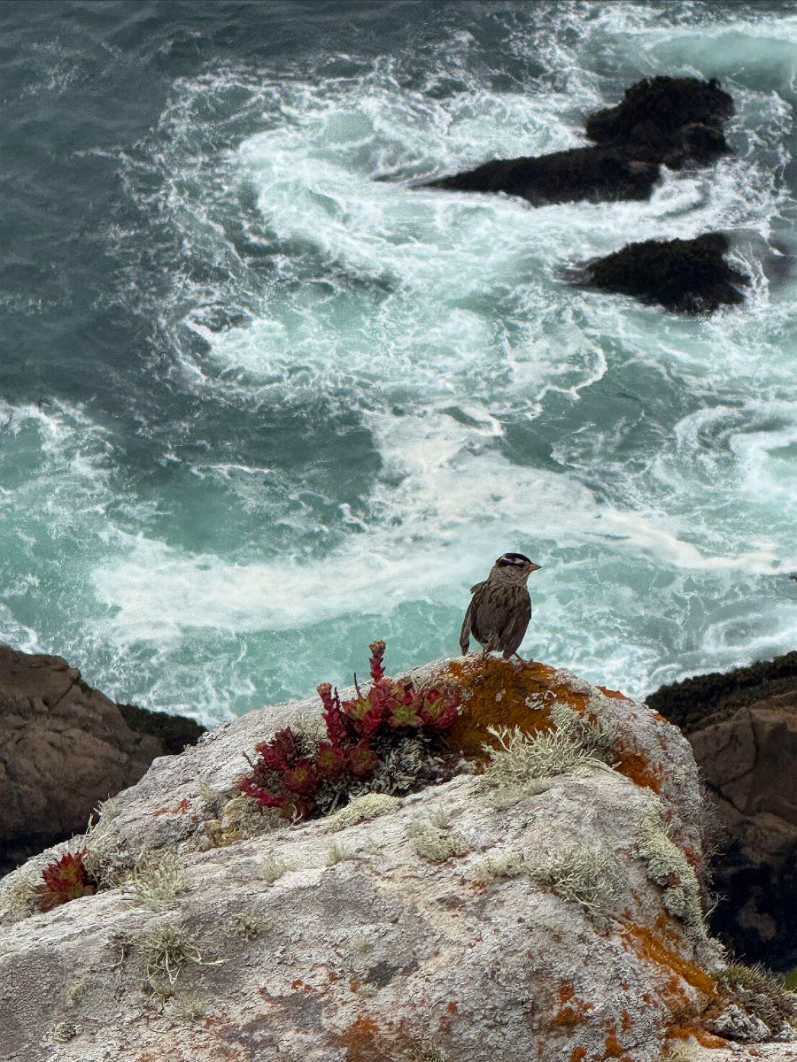 Photographers Selected for Bank of Marin Calendar 1